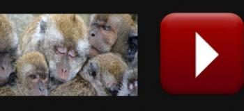 Animal Ethics, International Animal Protection and Confucianism Animal Ethics, International Animal Protection and Confucianism