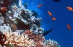 SDGs need to Align with Global Policies for Biodiversity SDGs need to Align with Global Policies for Biodiversity