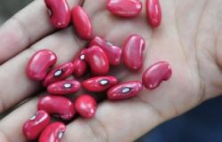 Photo credit: CIAT International Center for Tropical Agriculture via Source / CC BY-SA Photo credit: CIAT International Center for Tropical Agriculture via Source / CC
