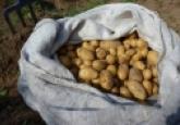 How the Humble Potato fuelled the Rise of Liberal Capitalism
