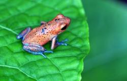 Nature is being Renamed ‘Natural Capital’ – but is it really the Planet that will Profit? Nature is being Renamed ‘Natural Capital’ – but is it really the Planet that wil