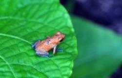 What Nature Teaches us about Managing Risk What Nature Teaches us about Managing Risk