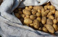 How the Humble Potato fuelled the Rise of Liberal Capitalism