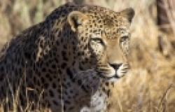 Wildlife Conservationists need to Break out of their Stockholm Syndrome Wildlife Conservationists need to Break out of their Stockholm Syndrome