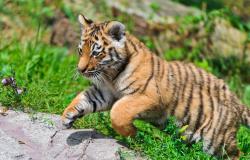 Image credit: Tambako The Jaguar via Flickr (CC BY-ND 2.0) Image credit: Tambako The Jaguar via Flickr (CC BY-ND 2.0)