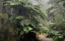 Australia and the Path Not Taken: The Declining Independence and Influence of Middle Powers Australia and the Path Not Taken: The Declining Independence and Influence of Middle Powers