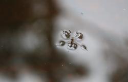 Responsible Accountability? Multi-Stakeholder Partnerships, Sustainable Development and Global Health