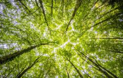 Managing Land‐based CDR: BECCS, Forests and Carbon Sequestration Managing Land‐based CDR: BECCS, Forests and Carbon Sequestration