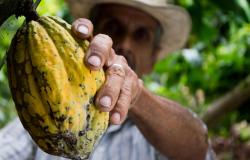Human Rights and Environmental Due Diligence Regulations for Deforestation-Free Value Chains? Exploring the Implementation of the EU Regulation on Deforestation-Free Products in the Cocoa and Coffee Sectors of Peru