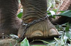 Do Animal Rights Undermine Human Rights? Do Animal Rights Undermine Human Rights?