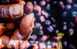 The “Black Gold Grab” – Coffee & Land Grabbing The “Black Gold Grab” – Coffee & Land Grabbing