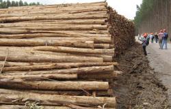 Jair Bolsonaro wants to Deforest the Amazon – What Powers does the UN have to Stop Him? Jair Bolsonaro wants to Deforest the Amazon – What Powers does the UN have to Stop Him?