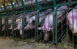 Why Human Rights Groups are beginning to Support the Rights of Non-Human Animals Why Human Rights Groups are beginning to Support the Rights of Non-Human Animals