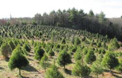 Dreaming of a green Christmas? Here are Five Ways to Make it More Sustainable Dreaming of a green Christmas? Here are Five Ways to Make it More Sustainable
