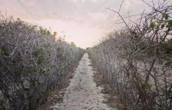 A Critical Analysis of the War and the Triple Nexus in Northern Mozambique
