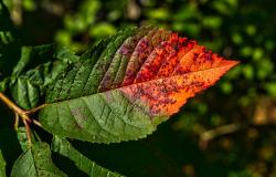 How the New Development Bank Can Lead by Safeguarding Our Future How the New Development Bank Can Lead by Safeguarding Our Future