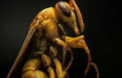 COP’s Waning Star Reveals the Crumbling Certainties of Climate Politics