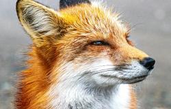 China: Between the fox and the hedgehog China: Between the fox and the hedgehog