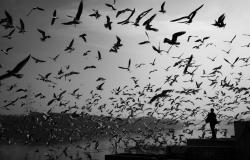 Climate Change and Migration: A Call for International Cooperation 