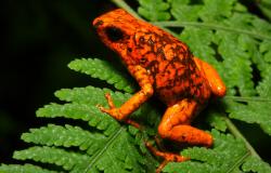 Biodiversity Collapse: The Wild Relatives of Livestock and Crops are Disappearing Biodiversity Collapse: The Wild Relatives of Livestock and Crops are Disappearing