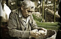 The Longevity Dividend: How Ageing Populations could Boost Economic Productivity The Longevity Dividend: How Ageing Populations could Boost Economic Productivity