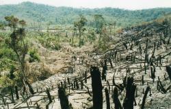 The open Amazon and its Enemies: A Call for Action and Optimism The open Amazon and its Enemies: A Call for Action and Optimism