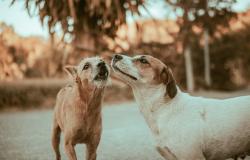 Compassion and Stray Dogs: What do politics and policy have to do with it Compassion and Stray Dogs: What do politics and policy have to do with it