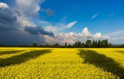 Ending the Conflict in Ukraine through Land Purchase Ending the Conflict in Ukraine through Land Purchase