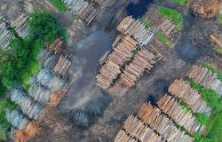 Deforestation and Democracy Shaping Brazil - A Conversation with GGF 2035 Fellow Natalie Unterstell.