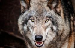 Trump and Vance: American Wolf Warriors Trump and Vance: American Wolf Warriors