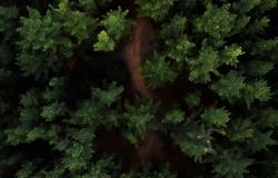 The Case for Global Sustainability Standards for Vegetable Oils The Case for Global Sustainability Standards for Vegetable Oils