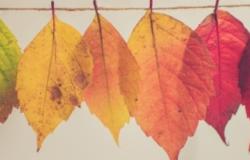 http://foter.com/photo/fall-hanging-color/ CC0 1.0 Universal (CC0 1.0) Public Domain Dedication http://foter.com/photo/fall-hanging-color/ CC0 1.0 Universal (CC0 1.0) Public Do
