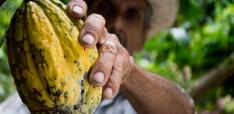 Human Rights and Environmental Due Diligence Regulations for Deforestation-Free Value Chains? Exploring the Implementation of the EU Regulation on Deforestation-Free Products in the Cocoa and Coffee Sectors of Peru