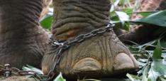 Do Animal Rights Undermine Human Rights?