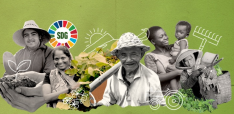 United Nations report highlights the opportunities and challenges of Voluntary Sustainability Standards for Developing Countries