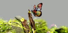 Artificial Intelligence: decoupling growth from planetary limits?
