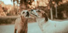 Compassion and Stray Dogs: What do politics and policy have to do with it