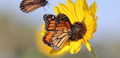 Insects are vanishing worldwide – now it’s making it harder to grow food