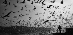 Climate Change and Migration: A Call for International Cooperation 