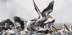 Navigating the Unprecedented Biodiversity Crisis: A Call to Action