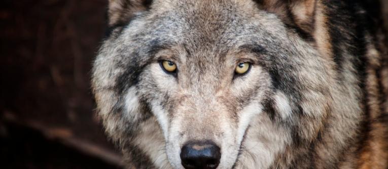 Trump and Vance: American Wolf Warriors