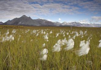 A Conceptual Framework of Arctic Economies for Policy‐making, Research, and Practice