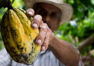 Human Rights and Environmental Due Diligence Regulations for Deforestation-Free Value Chains? Exploring the Implementation of the EU Regulation on Deforestation-Free Products in the Cocoa and Coffee Sectors of Peru