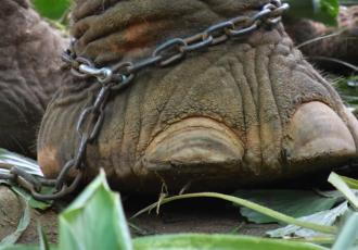 Do Animal Rights Undermine Human Rights?