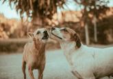 Compassion and Stray Dogs: What do politics and policy have to do with it