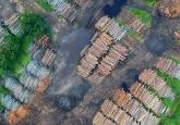 Deforestation and Democracy Shaping Brazil - A Conversation with GGF 2035 Fellow Natalie Unterstell.