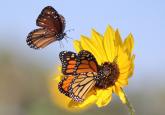 Insects are vanishing worldwide – now it’s making it harder to grow food