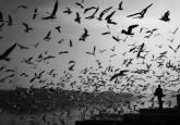 Climate Change and Migration: A Call for International Cooperation 