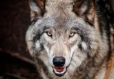 Trump and Vance: American Wolf Warriors