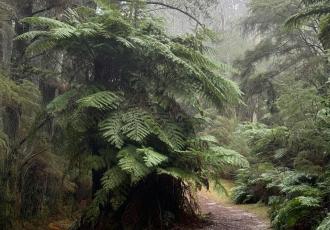 Australia and the Path Not Taken: The Declining Independence and Influence of Middle Powers